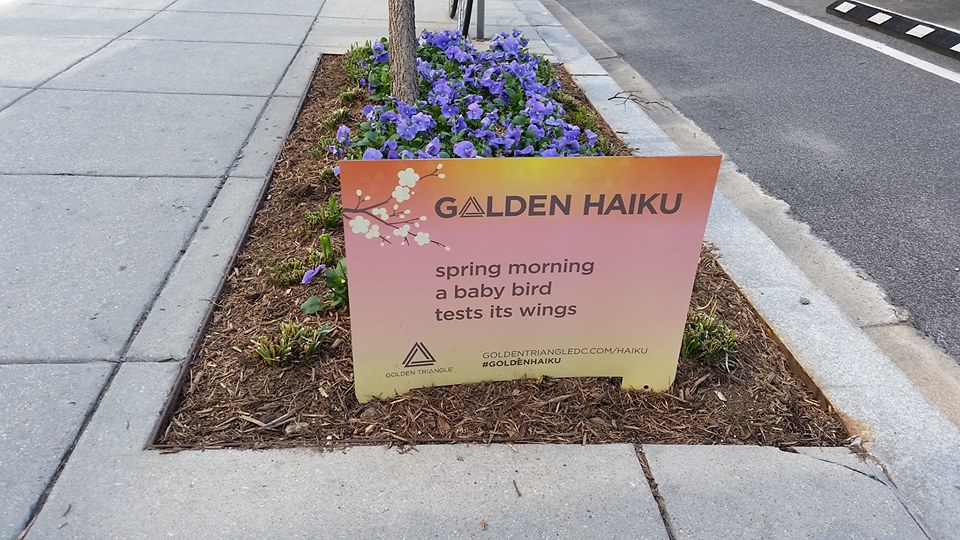 Golden Haiku "spring morning" by Christina Sng Photo credit: The DC Bike Blogger